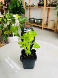 Syngonium podophyllum 'Sunshine' 75mm nursery pot