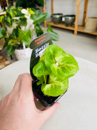 Syngonium podophyllum 'Sunshine' 75mm nursery pot