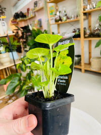 Syngonium podophyllum 'Sunshine' 75mm nursery pot