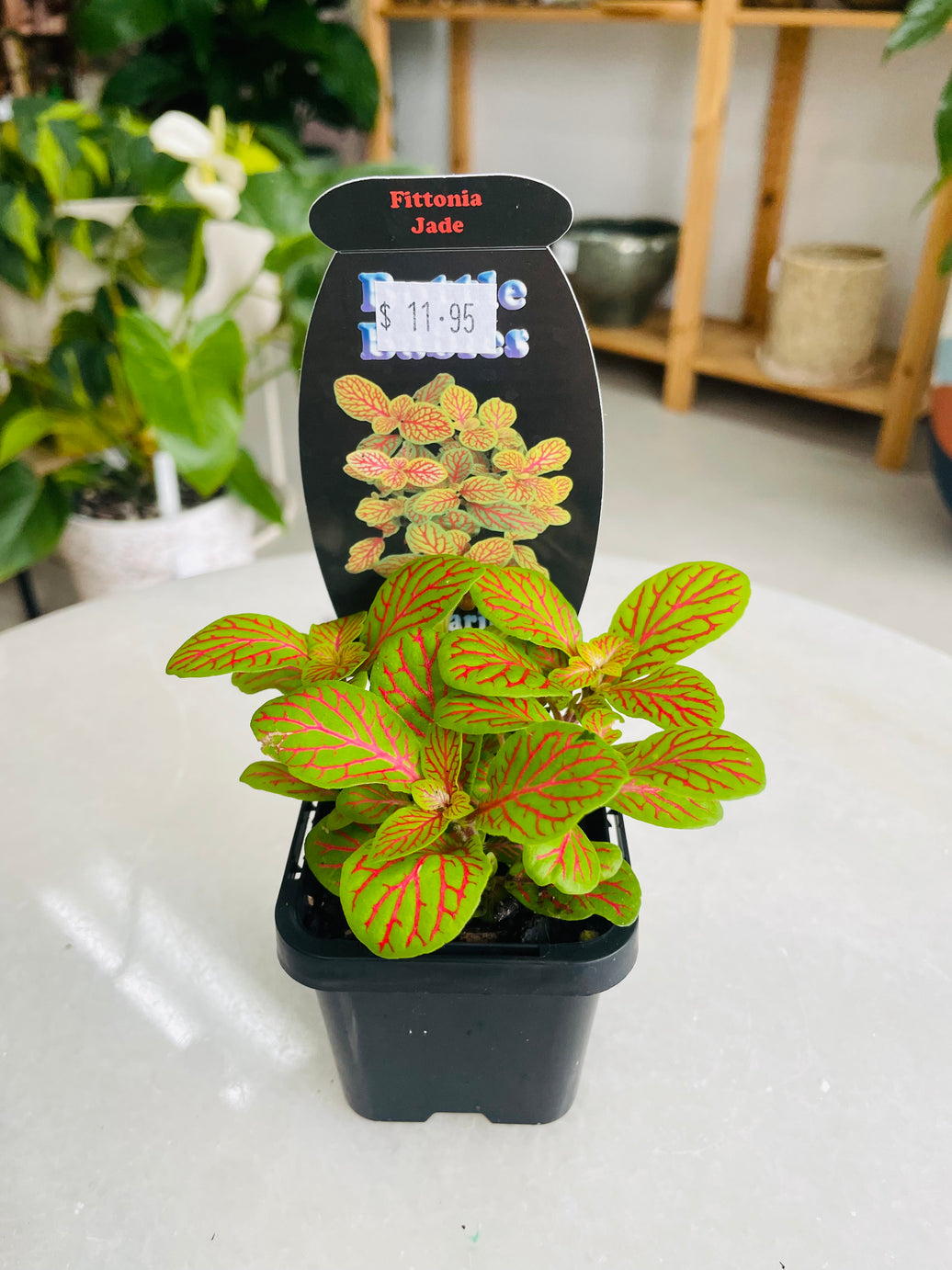 Fittonia 'Jade' 75mm nursery pot
