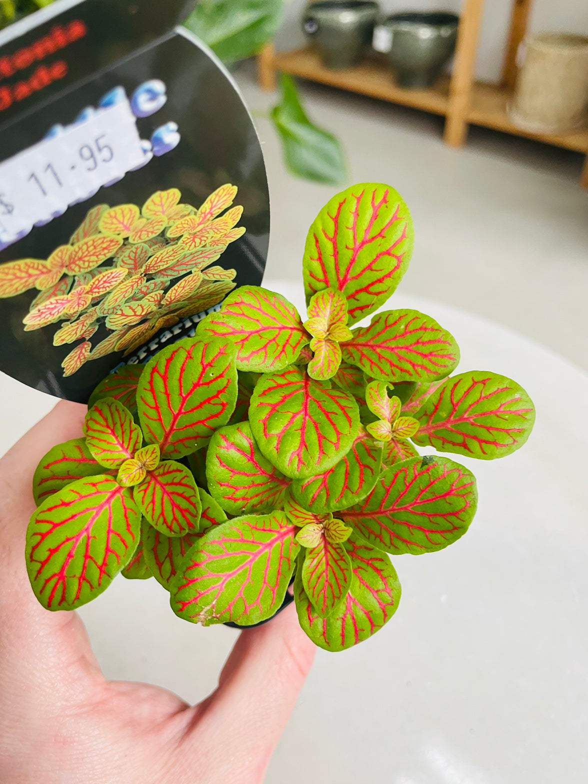 Fittonia 'Jade' 75mm nursery pot