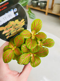 Fittonia 'Jade' 75mm nursery pot