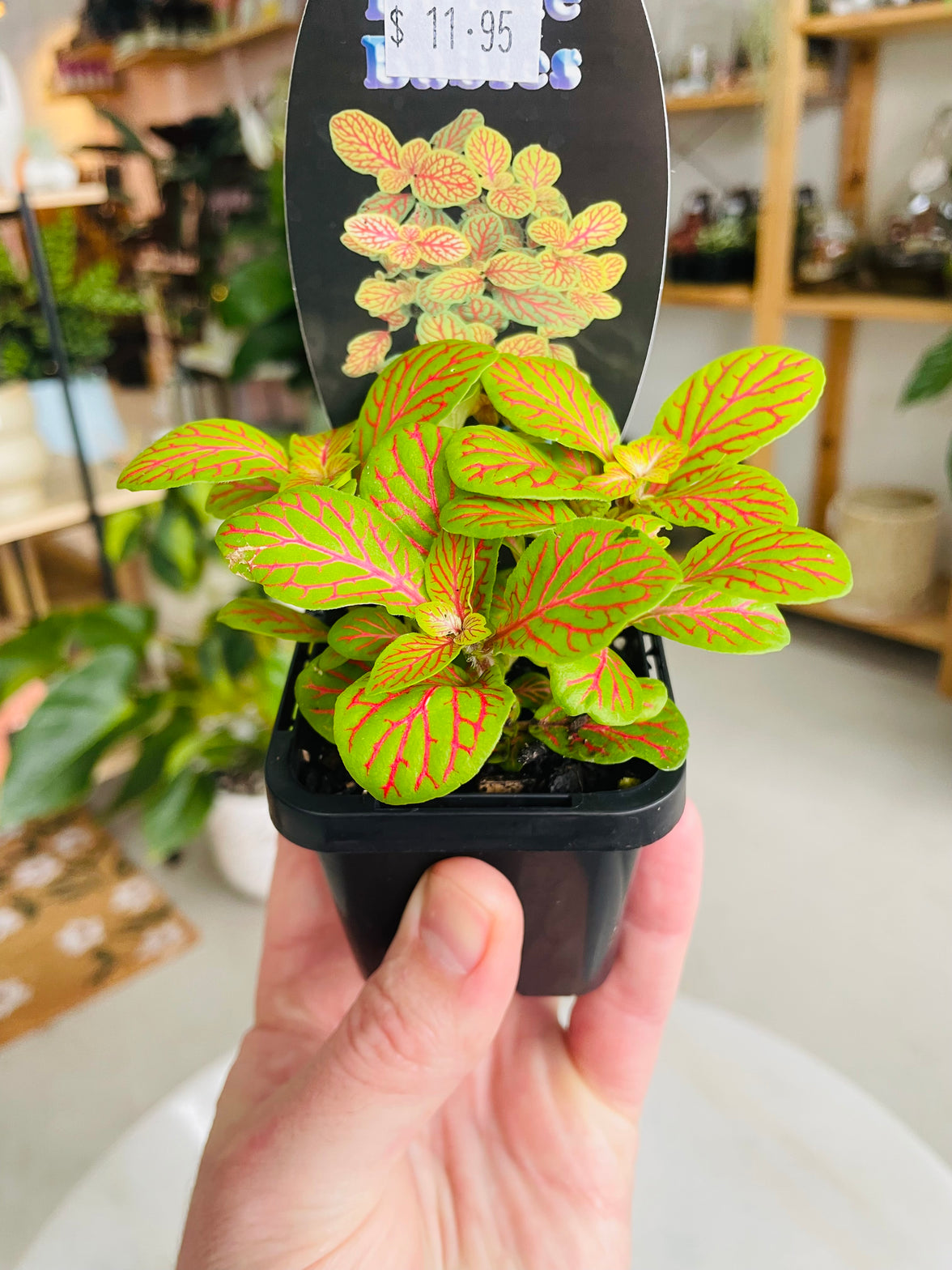 Fittonia 'Jade' 75mm nursery pot