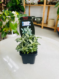 Fittonia 'Lovers' 75mm nursery pot