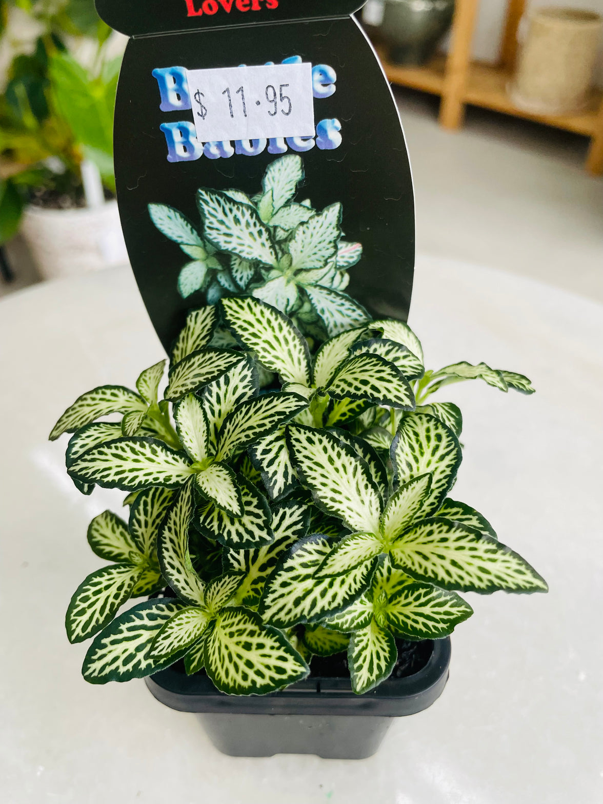 Fittonia 'Lovers' 75mm nursery pot