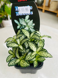 Fittonia 'Lovers' 75mm nursery pot