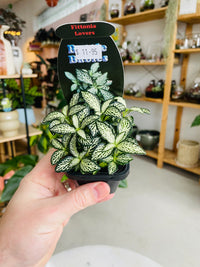 Fittonia 'Lovers' 75mm nursery pot