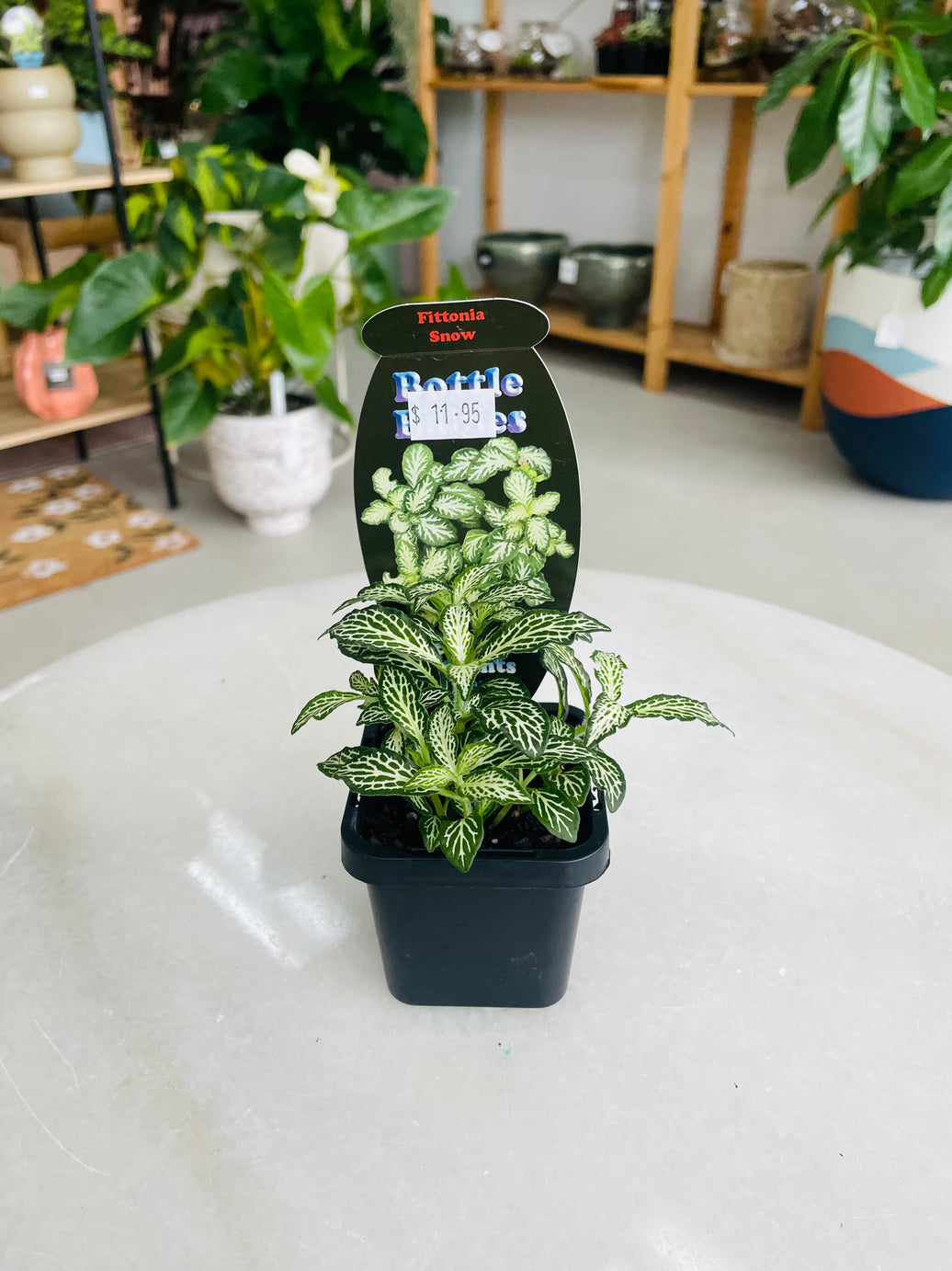 Fittonia 'Snow' 75mm nursery pot