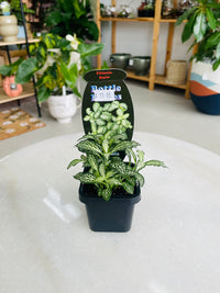 Fittonia 'Snow' 75mm nursery pot