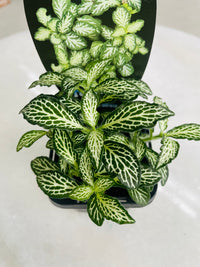 Fittonia 'Snow' 75mm nursery pot