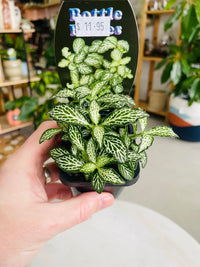 Fittonia 'Snow' 75mm nursery pot