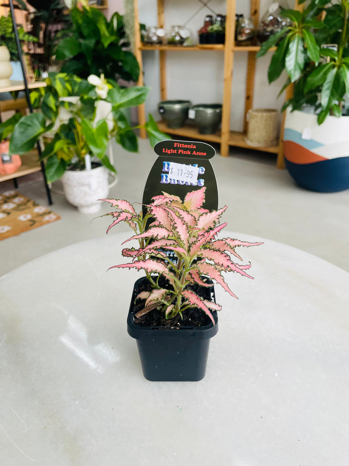 Fittonia 'Light Pink Anne' 75mm nursery pot