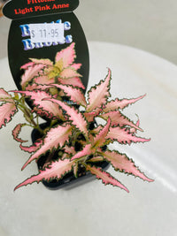 Fittonia 'Light Pink Anne' 75mm nursery pot