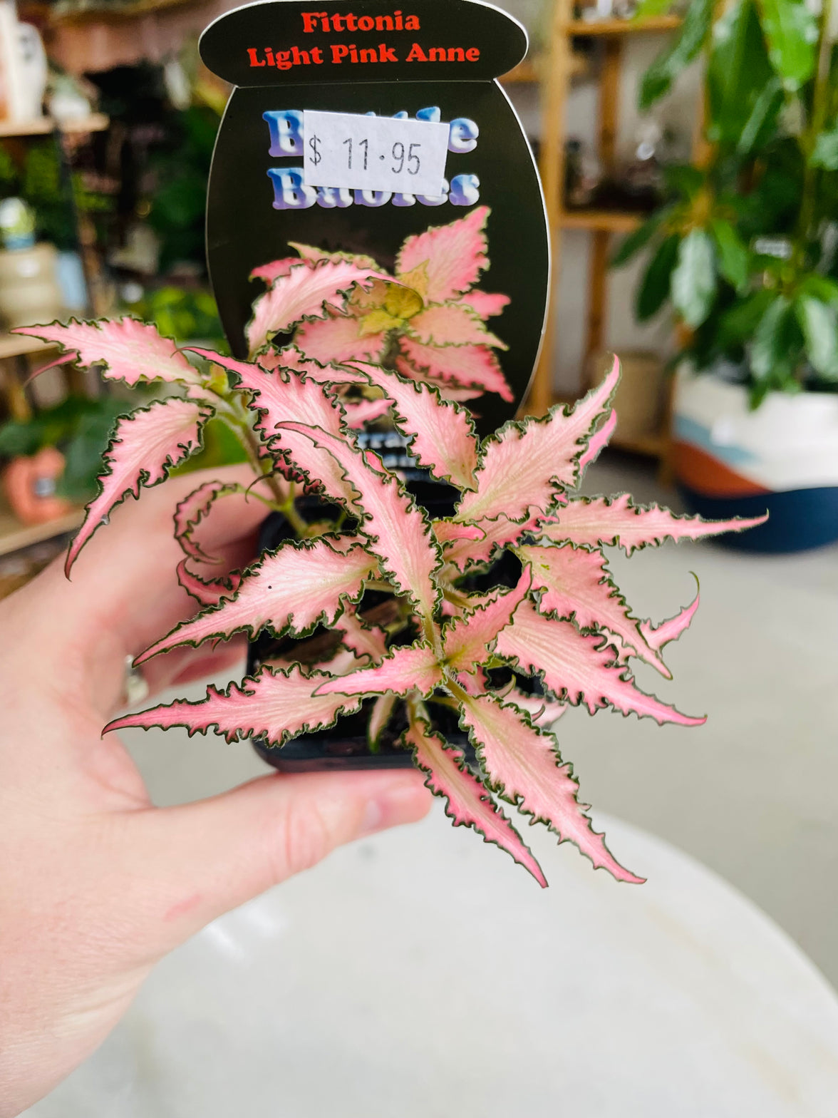 Fittonia 'Light Pink Anne' 75mm nursery pot