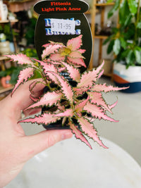 Fittonia 'Light Pink Anne' 75mm nursery pot