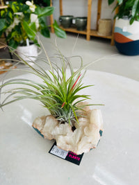 Tillandsia on crystal E size