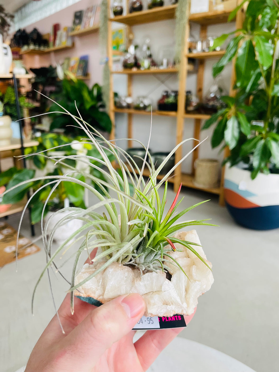 Tillandsia on crystal E size
