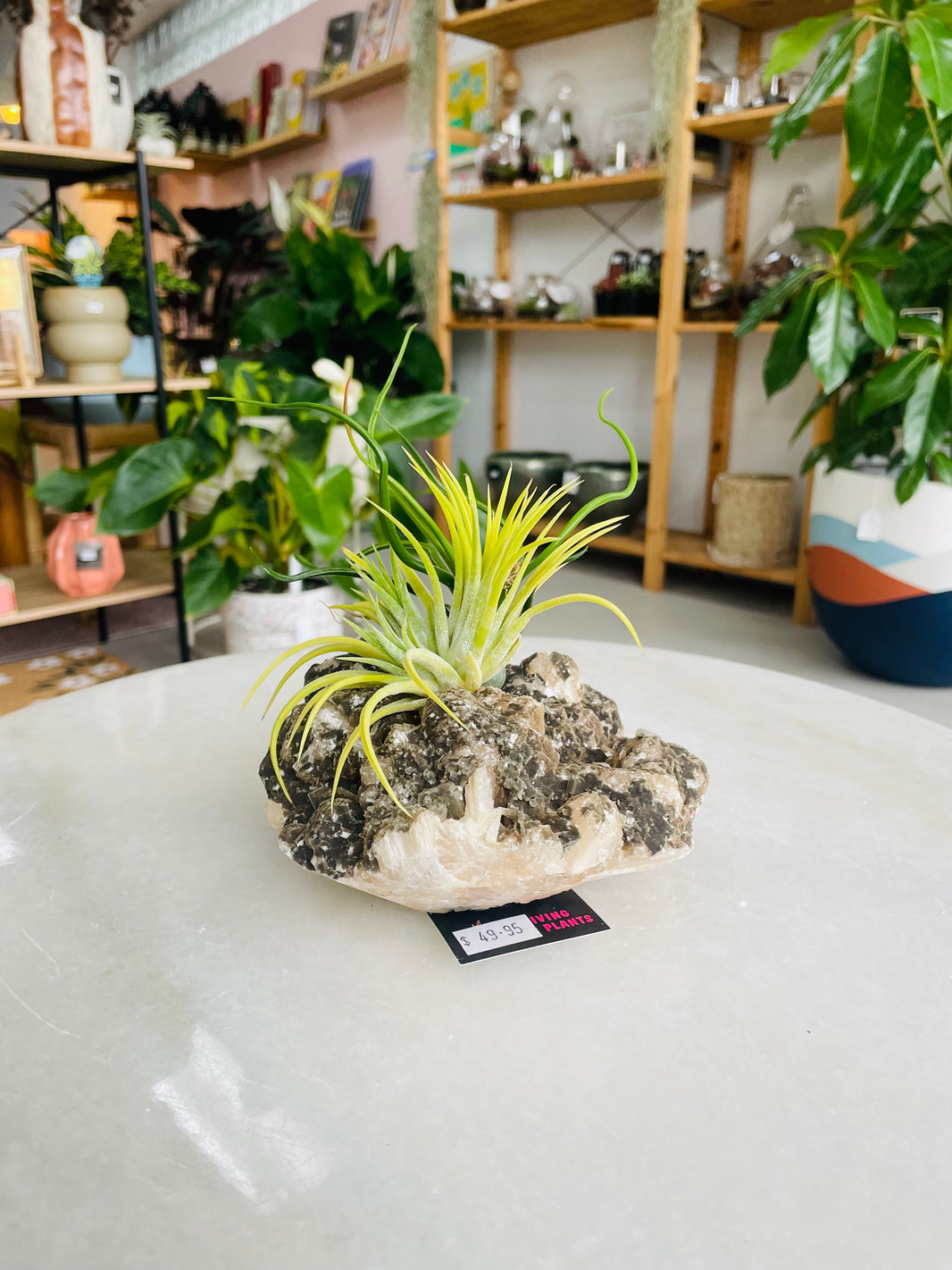 Tillandsia on crystal F size