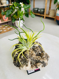 Tillandsia on crystal F size