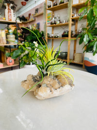 Tillandsia on crystal F size