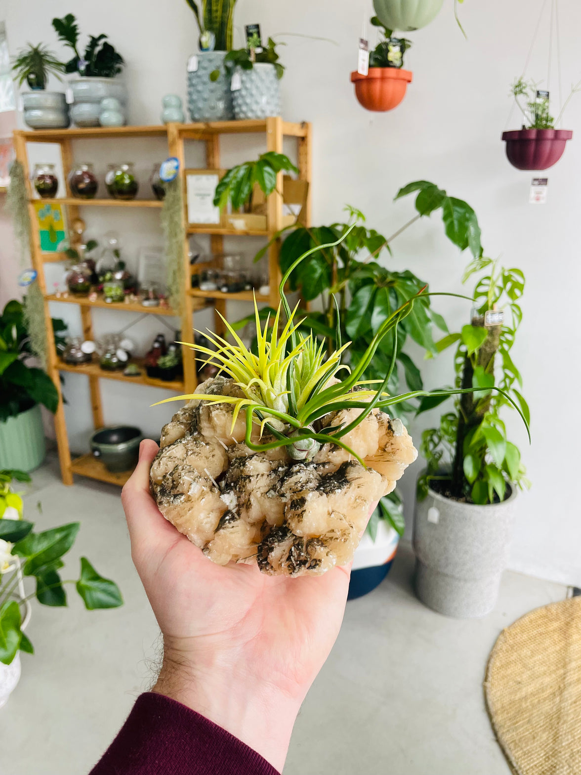 Tillandsia on crystal F size