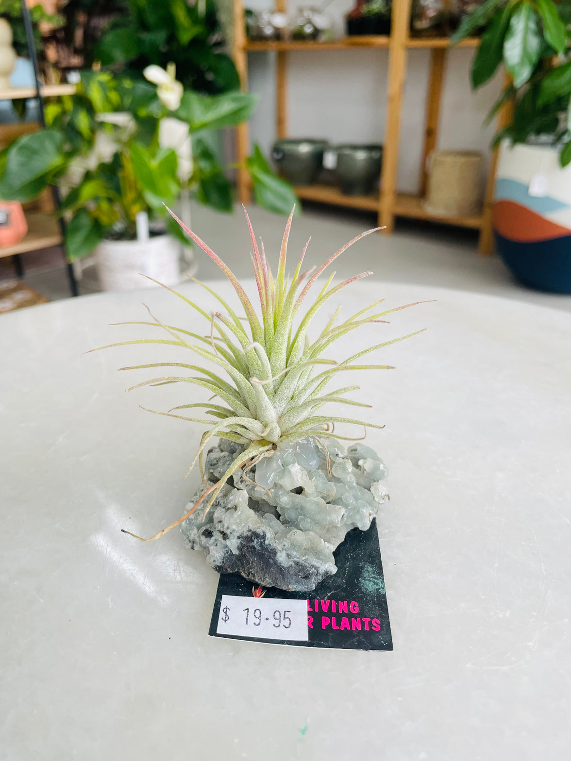 Tillandsia on crystal C size