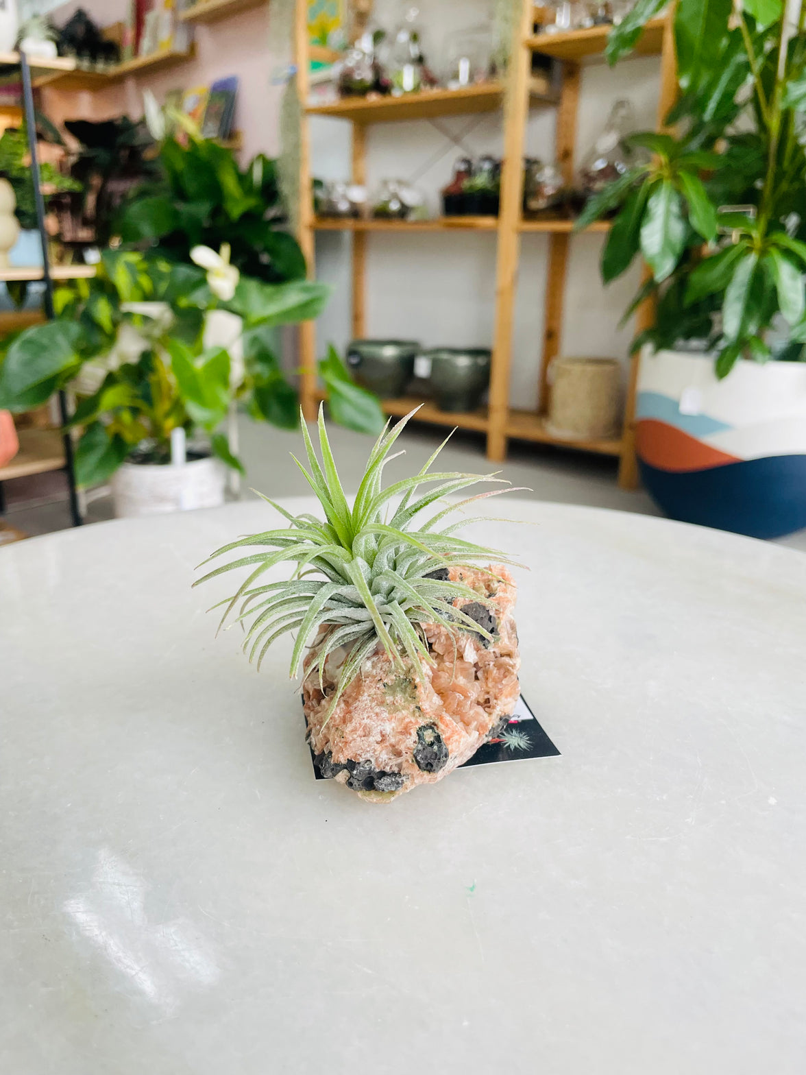 Tillandsia on crystal C size