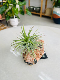 Tillandsia on crystal C size