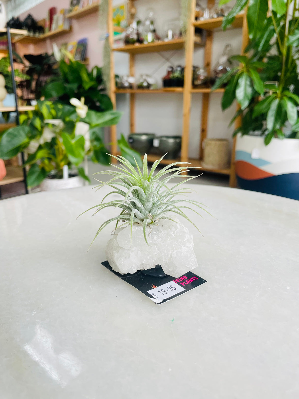 Tillandsia on crystal C size