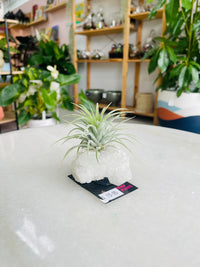 Tillandsia on crystal C size