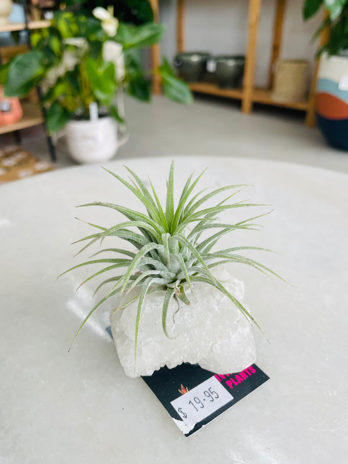 Tillandsia on crystal C size