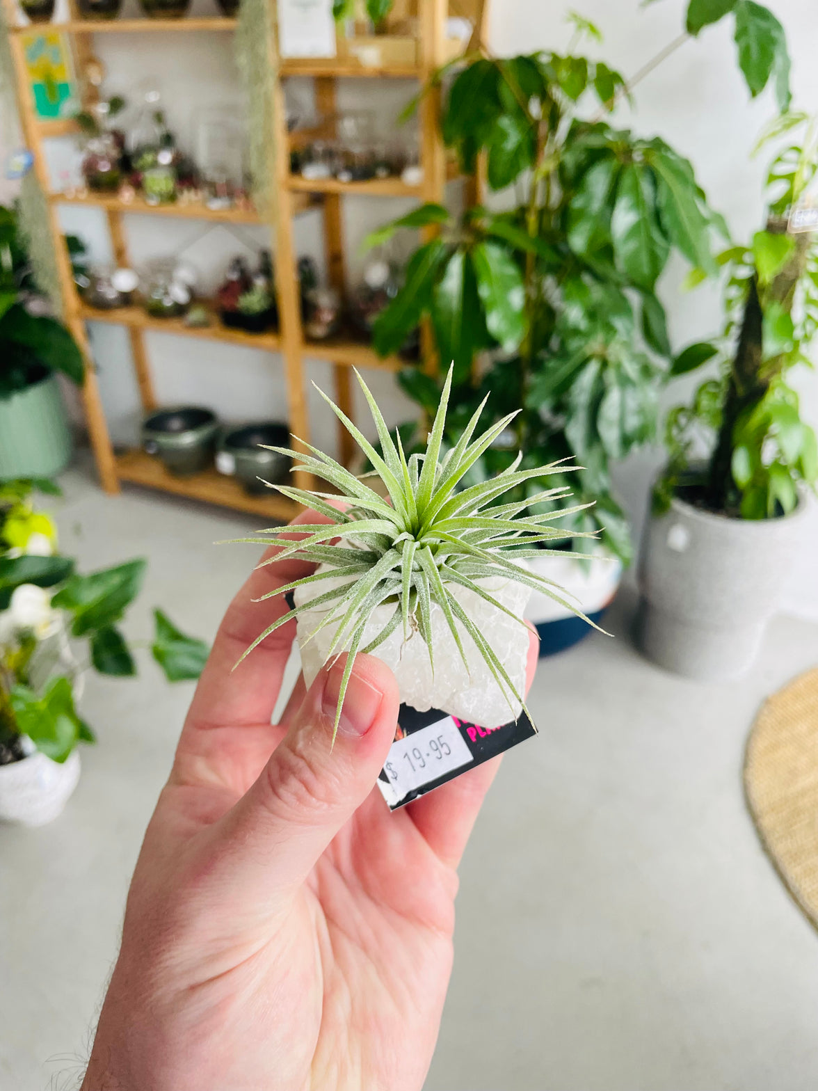 Tillandsia on crystal C size