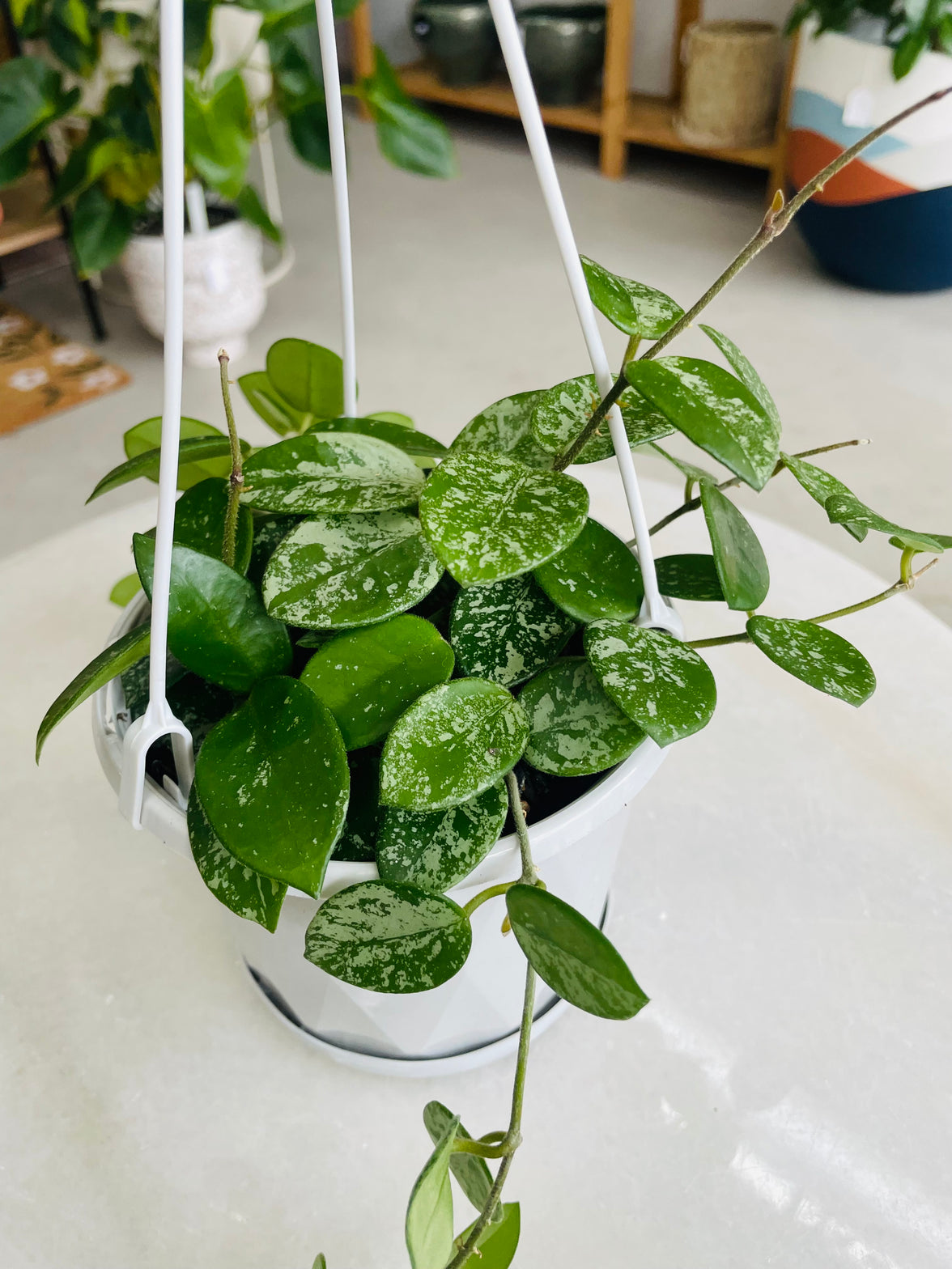 Hoya mathilde 'Splash' 130mm Nursery Pot | Hoya Collection Number 135