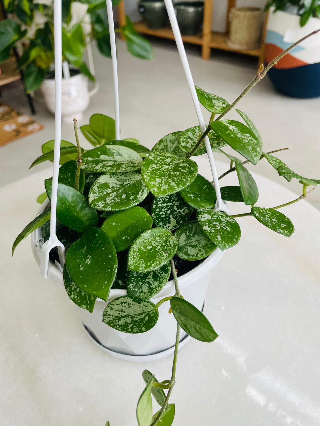 Hoya mathilde 'Splash' 130mm Nursery Pot | Hoya Collection Number 135
