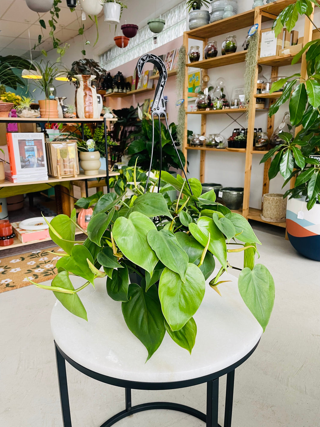 Philodendron cordatum 'Heart Leaf Philodendron' 200mm Hanging Basket