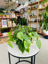 Philodendron cordatum 'Heart Leaf Philodendron' 200mm Hanging Basket
