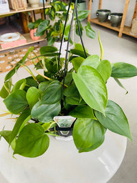 Philodendron cordatum 'Heart Leaf Philodendron' 200mm Hanging Basket