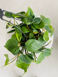 Philodendron cordatum 'Heart Leaf Philodendron' 200mm Hanging Basket