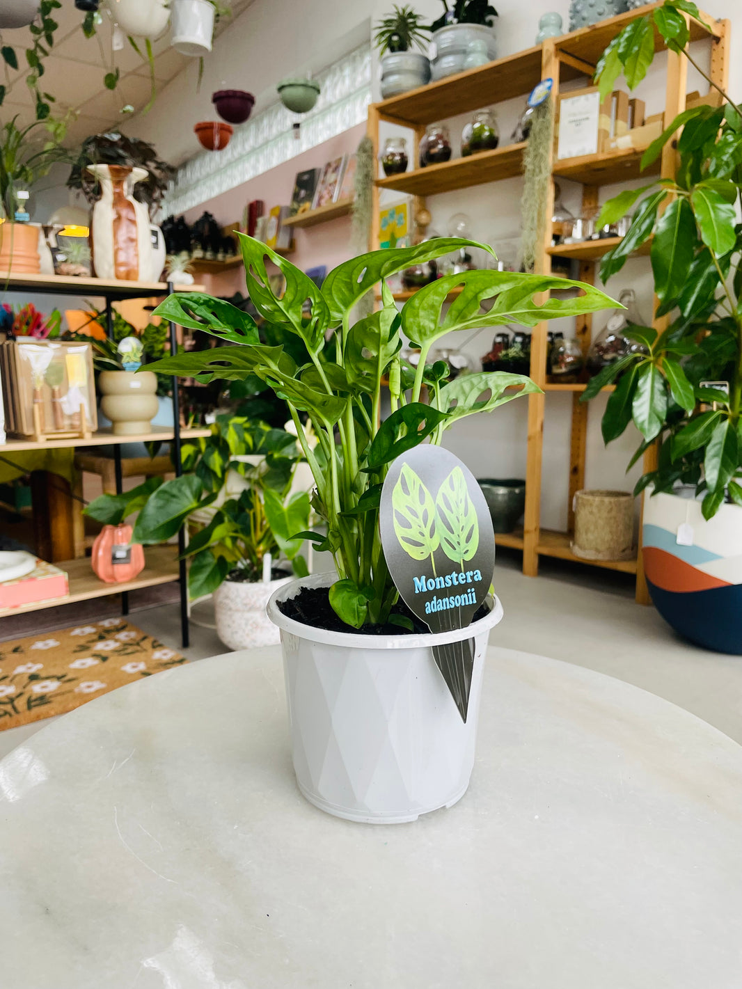 Monstera adansonii 'Monkey Mask' 130mm nursery pot