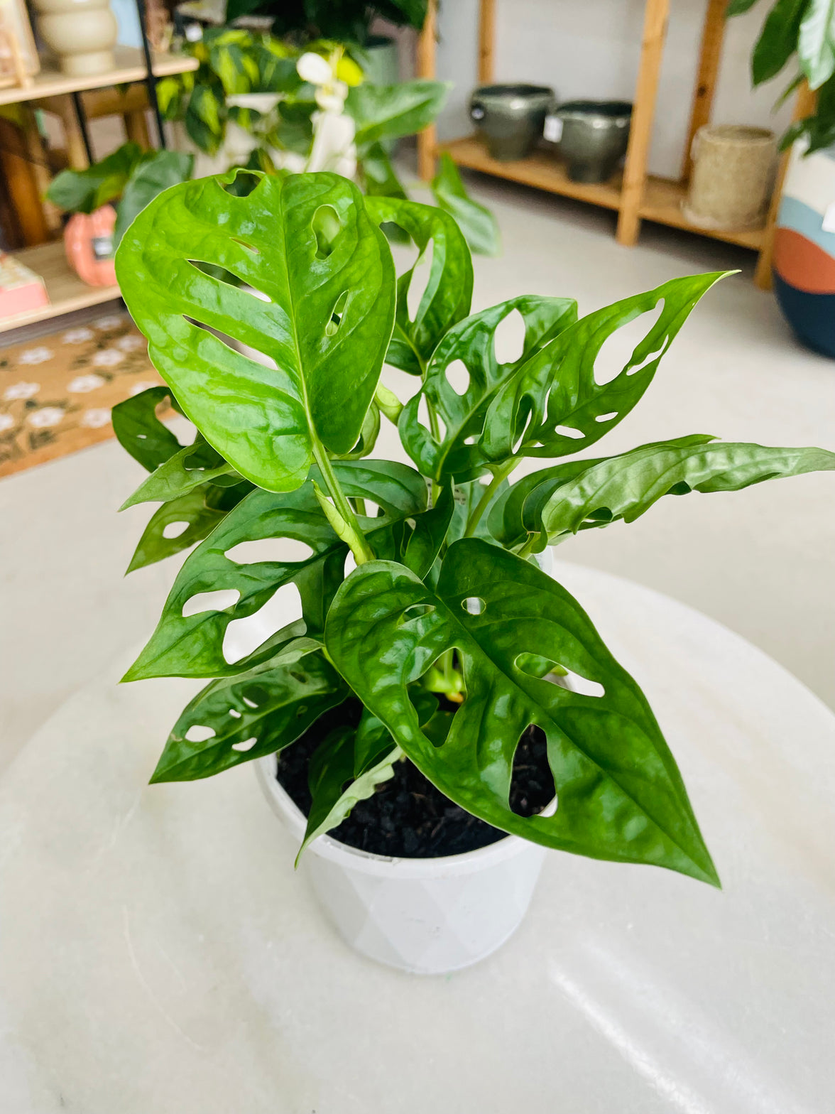 Monstera adansonii 'Monkey Mask' 130mm nursery pot
