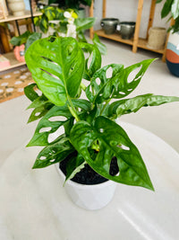 Monstera adansonii 'Monkey Mask' 130mm nursery pot