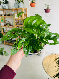 Monstera adansonii 'Monkey Mask' 130mm nursery pot