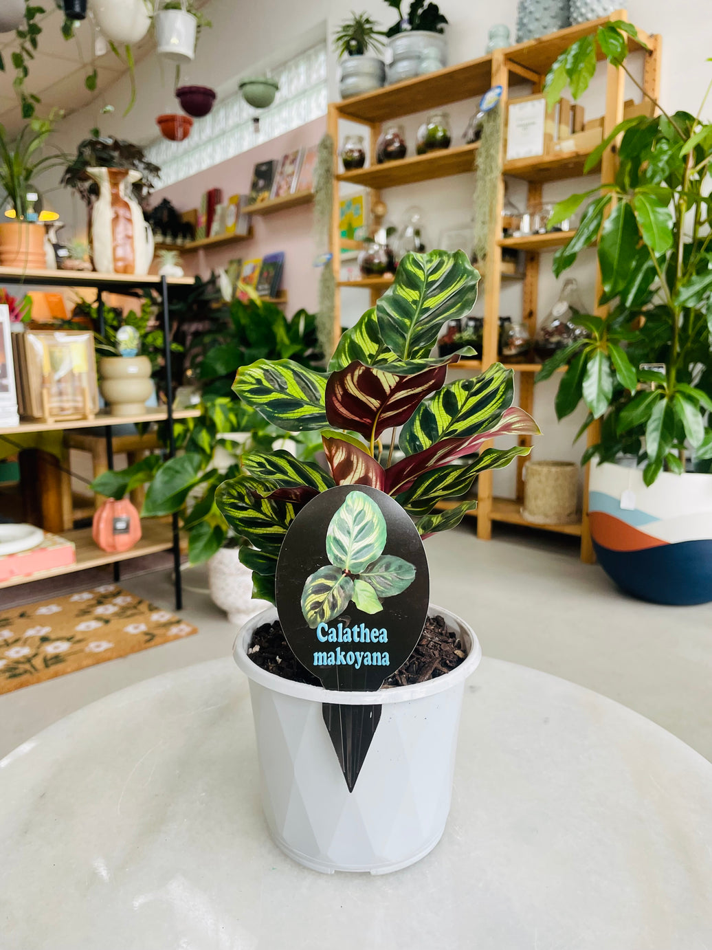 Calathea makoyana 'Peacock Plant' 130mm nursery pot