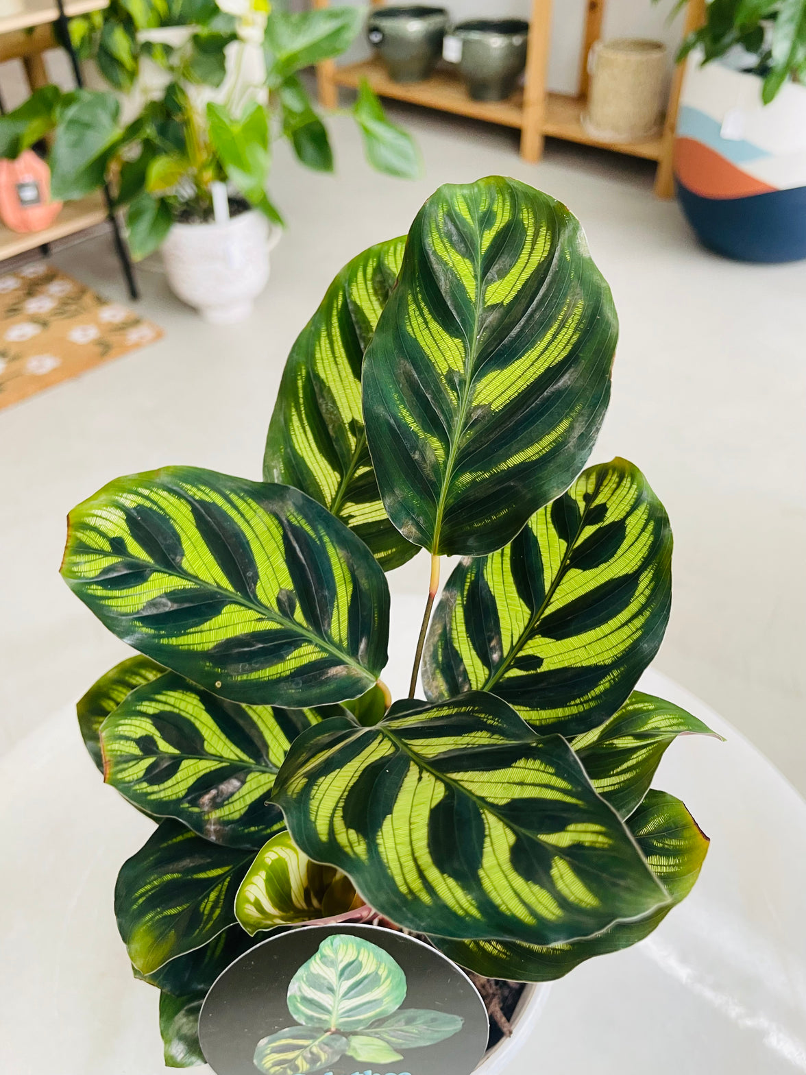 Calathea makoyana 'Peacock Plant' 130mm nursery pot
