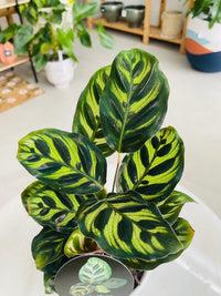 Calathea makoyana 'Peacock Plant' 130mm nursery pot