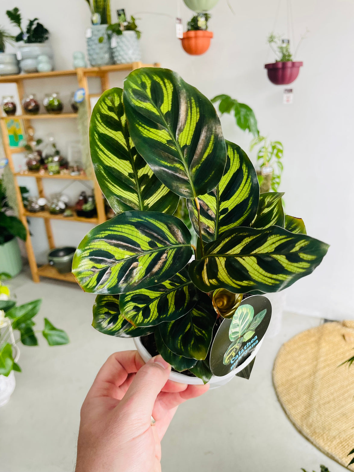 Calathea makoyana 'Peacock Plant' 130mm nursery pot