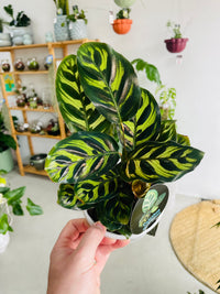 Calathea makoyana 'Peacock Plant' 130mm nursery pot