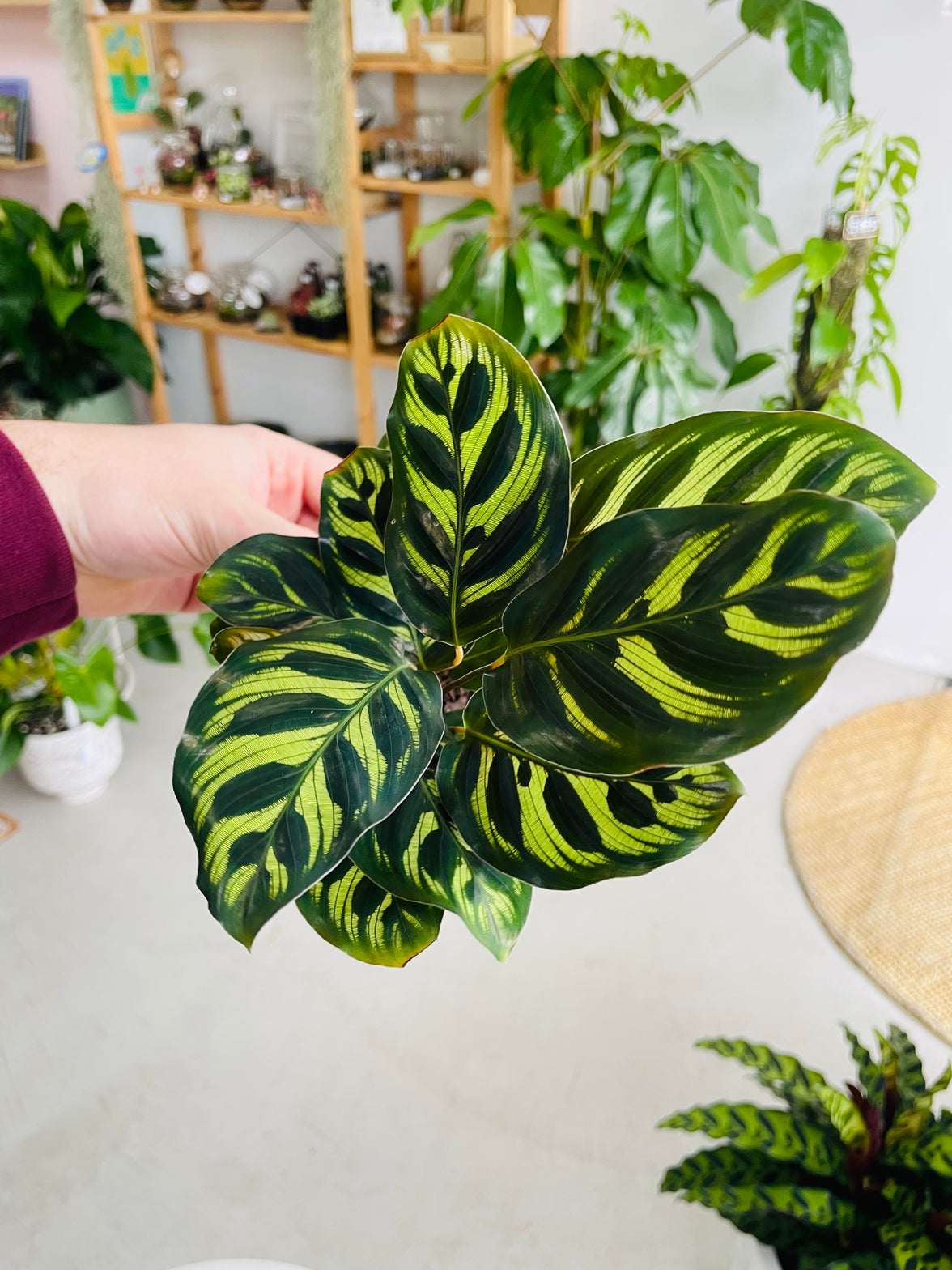 Calathea makoyana 'Peacock Plant' 130mm nursery pot