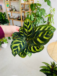 Calathea makoyana 'Peacock Plant' 130mm nursery pot