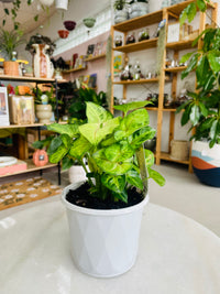 Syngonium podophyllum 'Gold Allusion' 130mm nursery pot